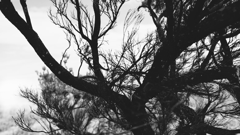 Branches Busselton Coast phtpgraphy